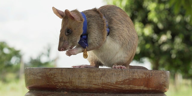 This undated file photo provided by the People's Dispensary for Sick Animals (PDSA) shows Cambodian landmine detection rat, Magawa, wearing his PDSA Gold Medal, the animal equivalent of the George Cross, in Siem, Cambodia.