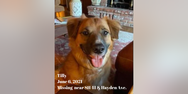 Tilly, a 2-year-old border collie heeler, went missing June when a vehicle collision "ejected" the pooch from the rear seat of his family’s car on Idaho State Highway 41, a press release from the Idaho State Police states. The dog was returned to his family two days later. (Idaho State Police)