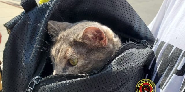 The cat safely returned to the ground, after it was seemingly carried out of the tree in a backpack.