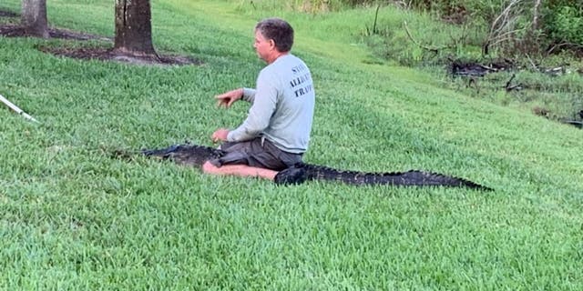 Un trappeur d'alligators nuisible dans le comté de Pinellas