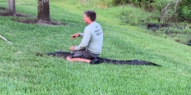 A nuisance alligator trapper in Pinellas County