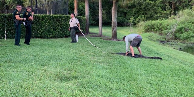 Florida woman attacked by 7foot alligator while walking her dog  Fox News