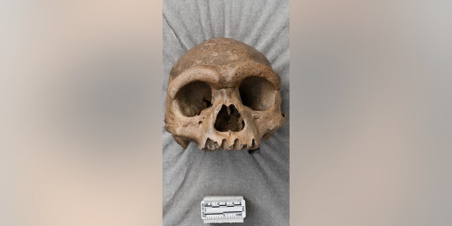 The cranium nicknamed Dragon Man, which could be a new species of ancient human.