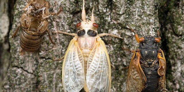 White Cicada nymph surrounded by empty skin on left and mature adult cicada with drying wings on right.