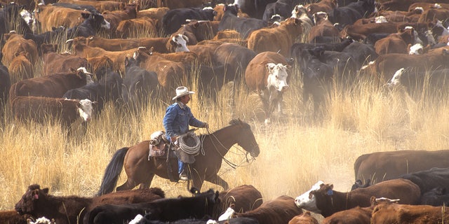 A cowboy on a horse surrounded by livestock during a cattle drive