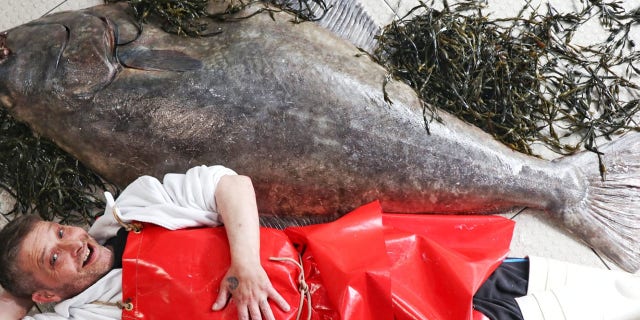 Campbell Mickel says it took four men to carry the fish to his store’s window display.