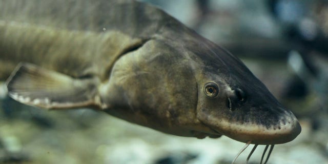 Sturgeon portrait, Side View of Sturgeon Fish, Freshwater Fishes in Aquarium