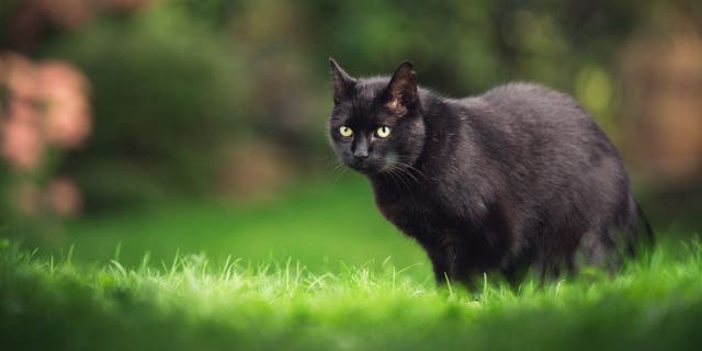 A cat named Esme (not pictured) has been taking random items from neighbors' homes in Beaverton, Oregon, according to her owner Kate Felmet. (iStock)