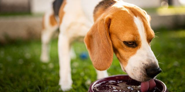 American Humane President and CEO Robin Ganzert tells Fox News that many pet owners aren't able to recognize the signs of heatstroke in their animal friends. (iStock)