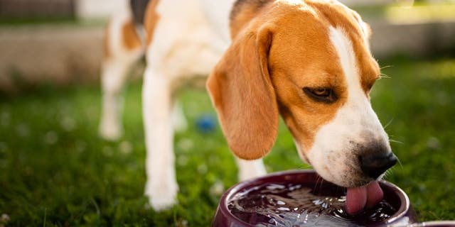 American Humane President and CEO Robin Ganzert tells Fox News that many pet owners aren't able to recognize the signs of heatstroke in their animal friends. (iStock)