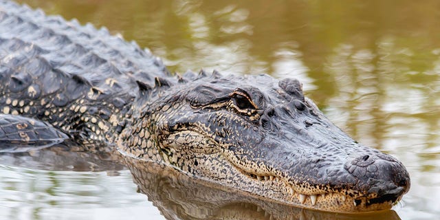 American Alligator swimming in the spring swamp.