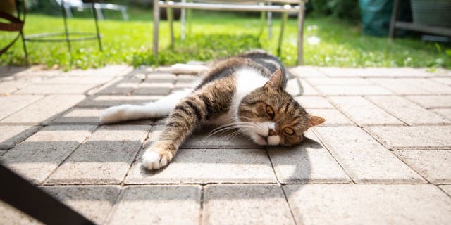 A cat lies in the sun on a backyard patio