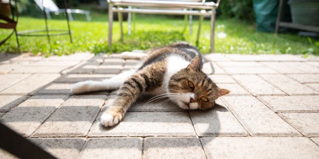 Heatstroke can happen to pets in hot backyards. American Humane recommends pet owners to have shady spots available at all times for animals that are spending time outside. (iStock)