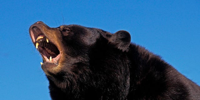 Hunters in North Carolina killed more black bears than in any previous year that records were kept for.