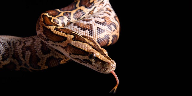 The Suffolk County Police wrangled the snake and were able to contain it in a large garbage can after capturing the snake in the Deer Park neighborhood.
