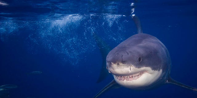 Great white sharks can be found in almost all coastal and offshore waters around the world.