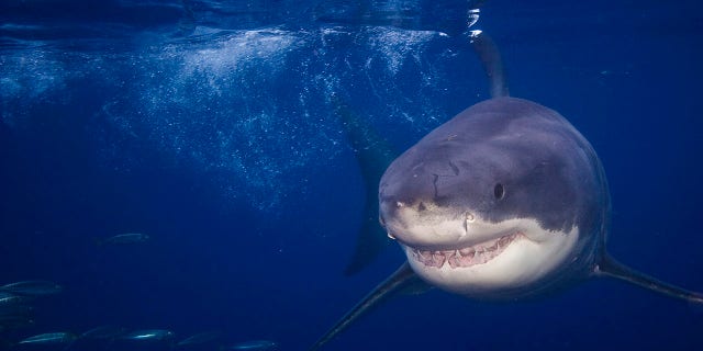 Great white sharks can be found in almost all coastal and offshore waters around the world.