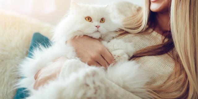 A young woman snuggles her white Persian cat in this photo.