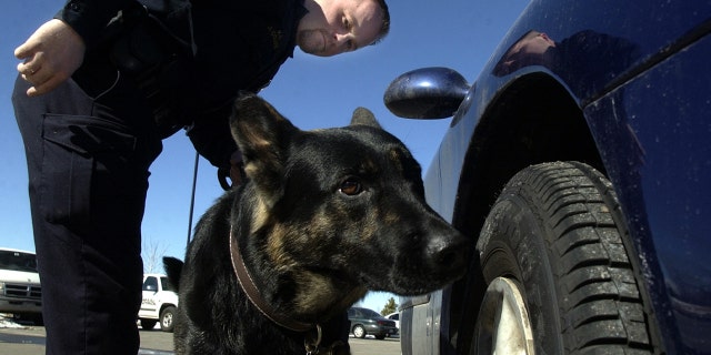 A Broomfield, Colorado, police officer demonstrates how he and his K-9 partner Nik searches the outside of a car for possible drugs in the parking lot of the civic center in this undated photo.