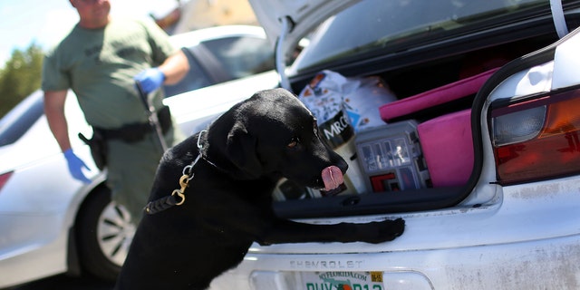A deputy with the Broward Sheriff's Office runs his K-9 dog, Hoover, over a stolen car for any signs of drugs on June 17, 2015 in Deerfield Beach, Florida.