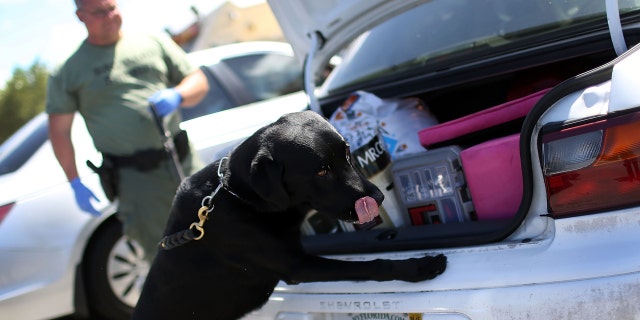 A deputy with the Broward Sheriff's Office runs his K-9 dog, Hoover, over a stolen car for any signs of drugs on June 17, 2015 in Deerfield Beach, Florida.