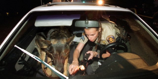 A senior deputy sheriff and K9 'Blitz', check a car for hidden drugs at Santa Susana park in this undated photo. (Photo by Spencer Weiner/Los Angeles Times via Getty Images)