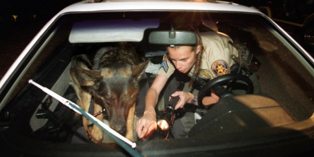 A senior deputy sheriff and K9 'Blitz', check a car for hidden drugs at Santa Susana park in this undated photo. (Photo by Spencer Weiner/Los Angeles Times via Getty Images)