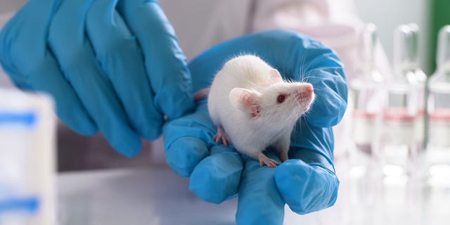 实验室小鼠通常用于健康和医学研究，因为它们与人类具有遗传、生物学和行为相似性。