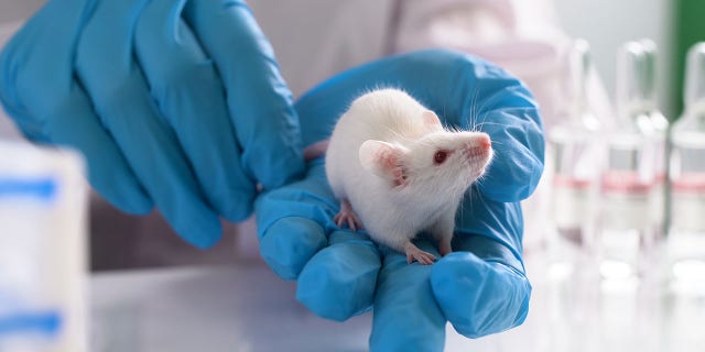 Lab mice are typically used in health and medical studies because they share genetic, biological and behavioral similarities to humans.