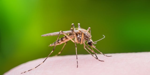 WNV is spread primarily through mosquito bites. 