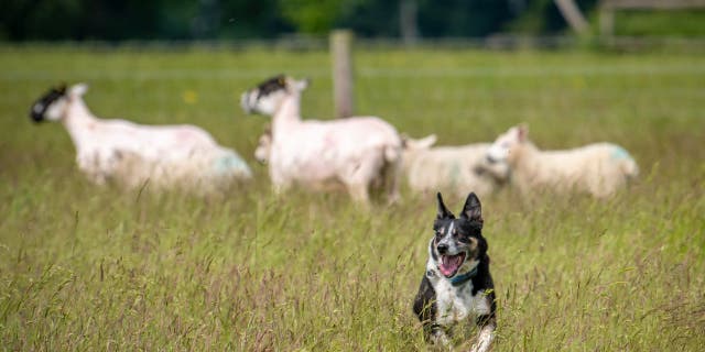 Peggy, a deaf border collie has reportedly learned how to herd sheep with nonverbal cues in Norwich, England. The senior dog learned these skills after losing her hearing as an adult . (Credit: SWNS)