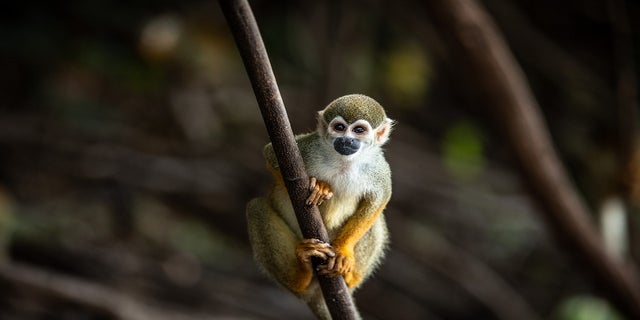 A small monkey.