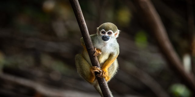 A small monkey.