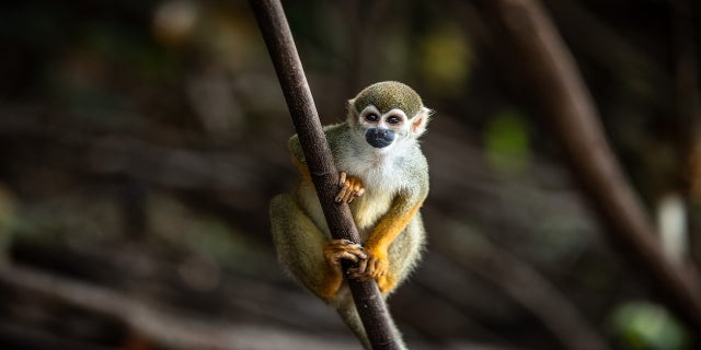 A squirrel monkey rests.