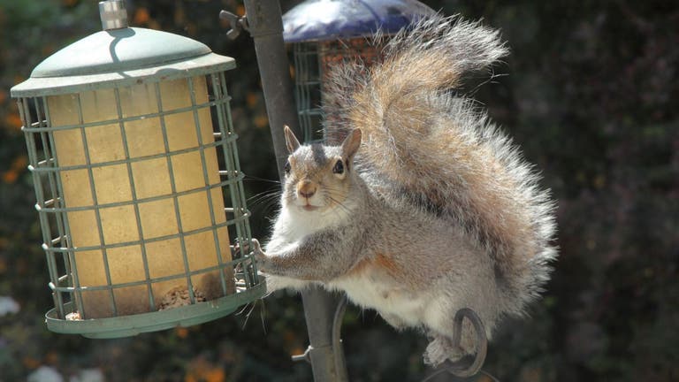 Woman stops squirrel thief by using Vaseline on bird feeder: 'They're so greedy'