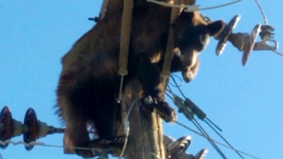 Bear gets stuck on Arizona utility pole, video shows