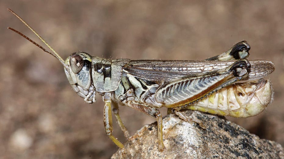 Historic drought in West brings plague of grasshoppers