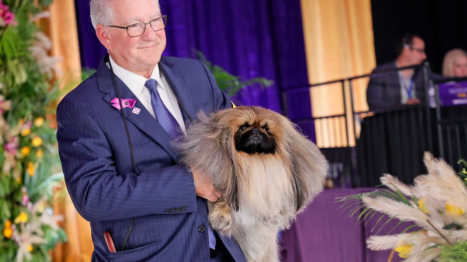 Westminster dog show: Pekingese named Wasabi wins