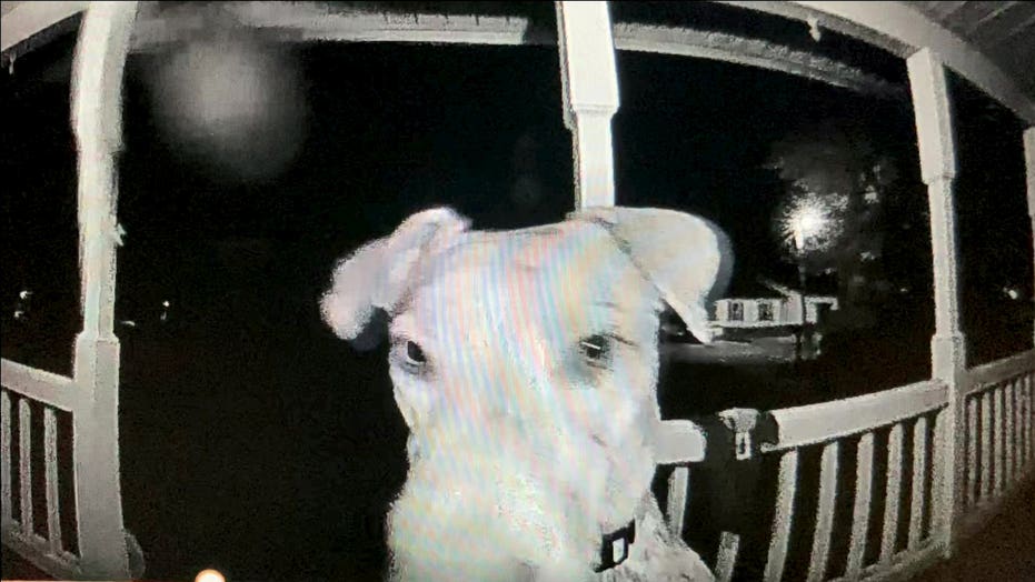 Missing pet dog returns home in the middle of the night and presses family’s doorbell