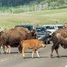 Visitors watch bison and their newborns as they cross the road in Yellowstone National Park on June 8, 2021.