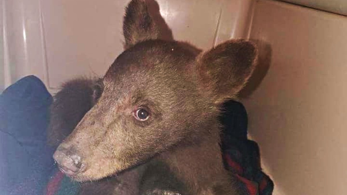 Tamarack black bear cub (Credit: Lake Tahoe Wildlife Care Facebook page)