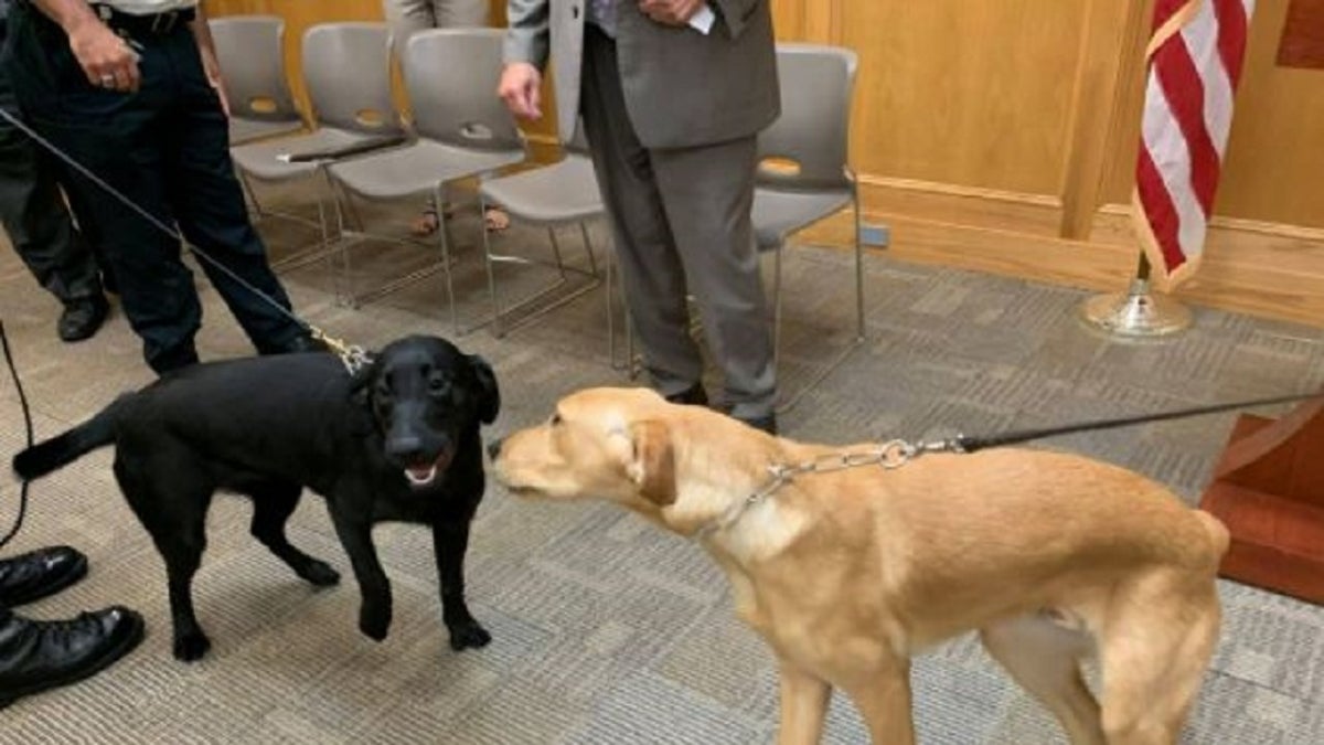 The Bristol County Sheriff’s Office has two new trained COVID-19 detection canines – Duke and Huntah. 