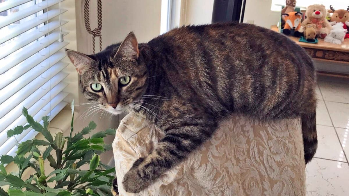One of the condo collapse survivors, Susana Alvarez, is devastated about her beloved 4-year-old cat, Mia, who was left behind on the 10th floor. On Sunday, she tried desperately to get in touch with rescuers to determine whether her cat had been found.