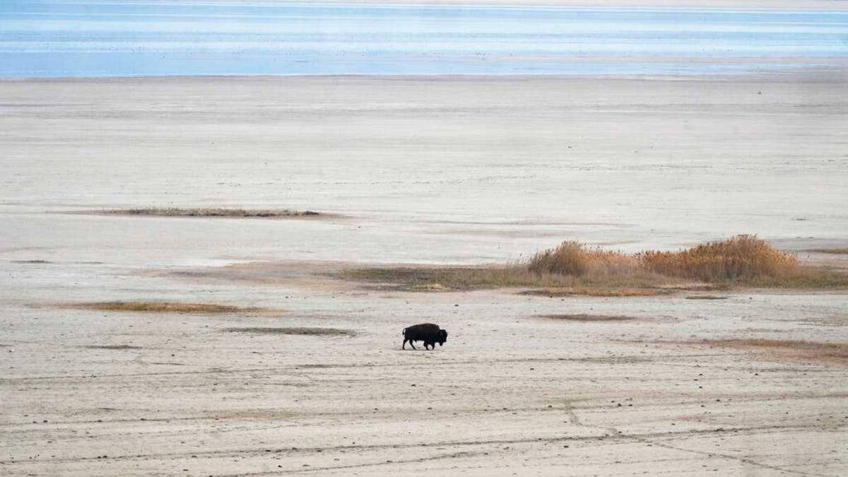 A lone bison walks along the receding edge of the Great Salt Lake on his way to a watering hole on April 30, 2021, at Antelope Island, Utah. The lake's levels are largely expected to hit a 170-year low this year. It comes as the drought has the U.S. West bracing for a brutal wildfire season.