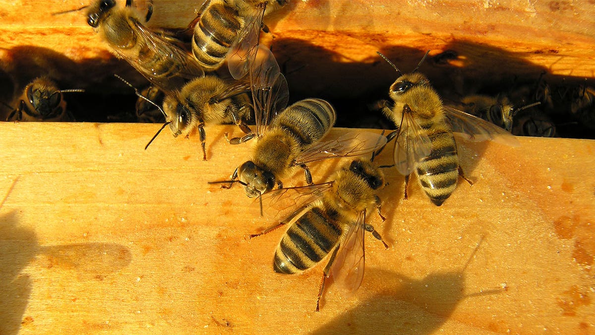 Bees gather on surface