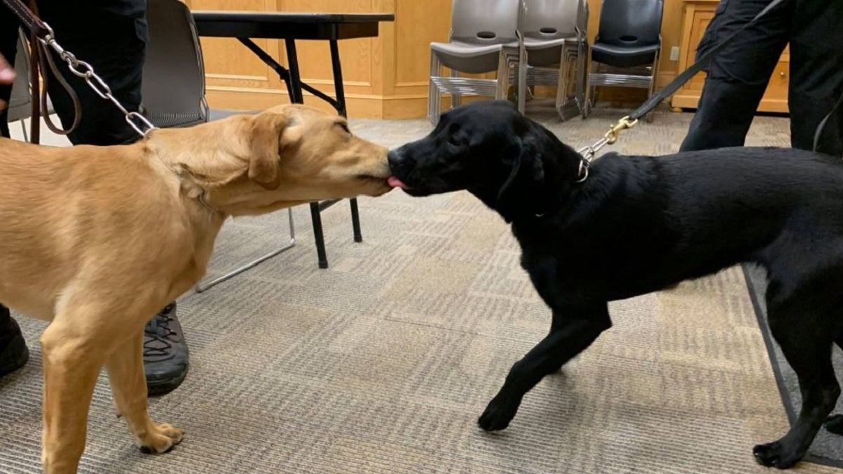 Bristol County Sheriff’s Office K-9s Duke and Huntah have been trained ot detect COVID-19.