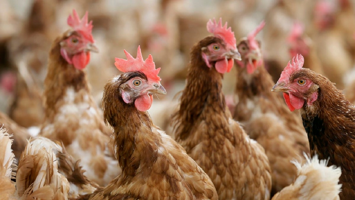 In this Oct. 21, 2015, file photo, cage-free chickens stand in a fenced pasture on the Francis Blake organic farm near Waukon, Iowa.