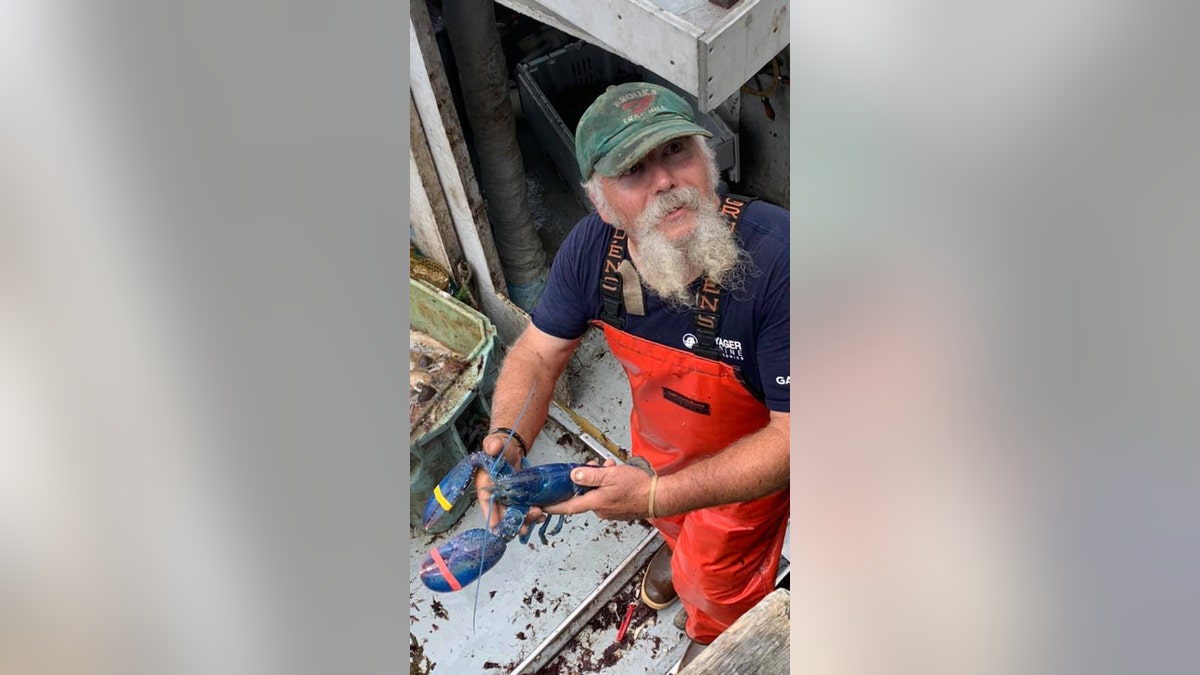 Lobsterman Toby Burnham from Gloucester, Massachusetts, recently found a rare blue lobster in his traps.