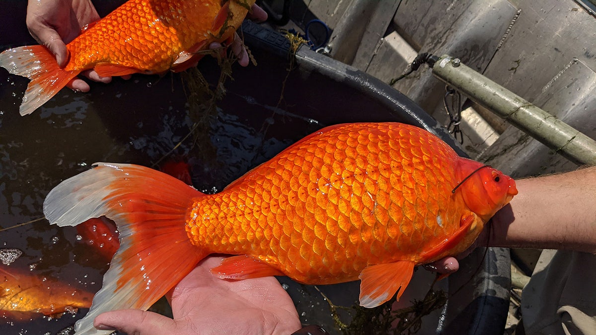 goldfish discovered in Minnesota lake