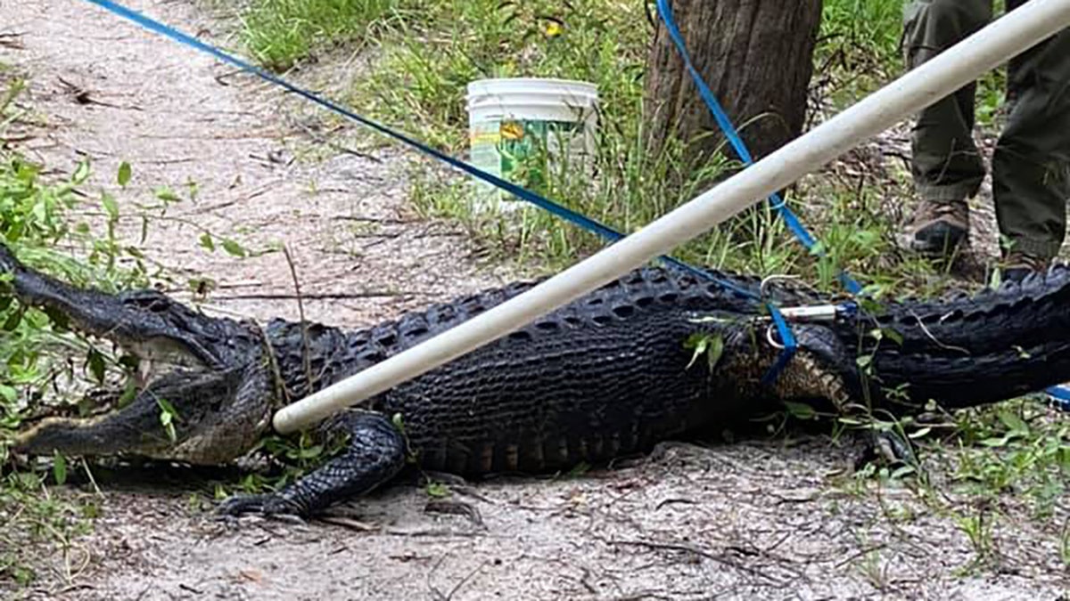 Trapper John Davidson was able to locate and trap the gator following the attack.